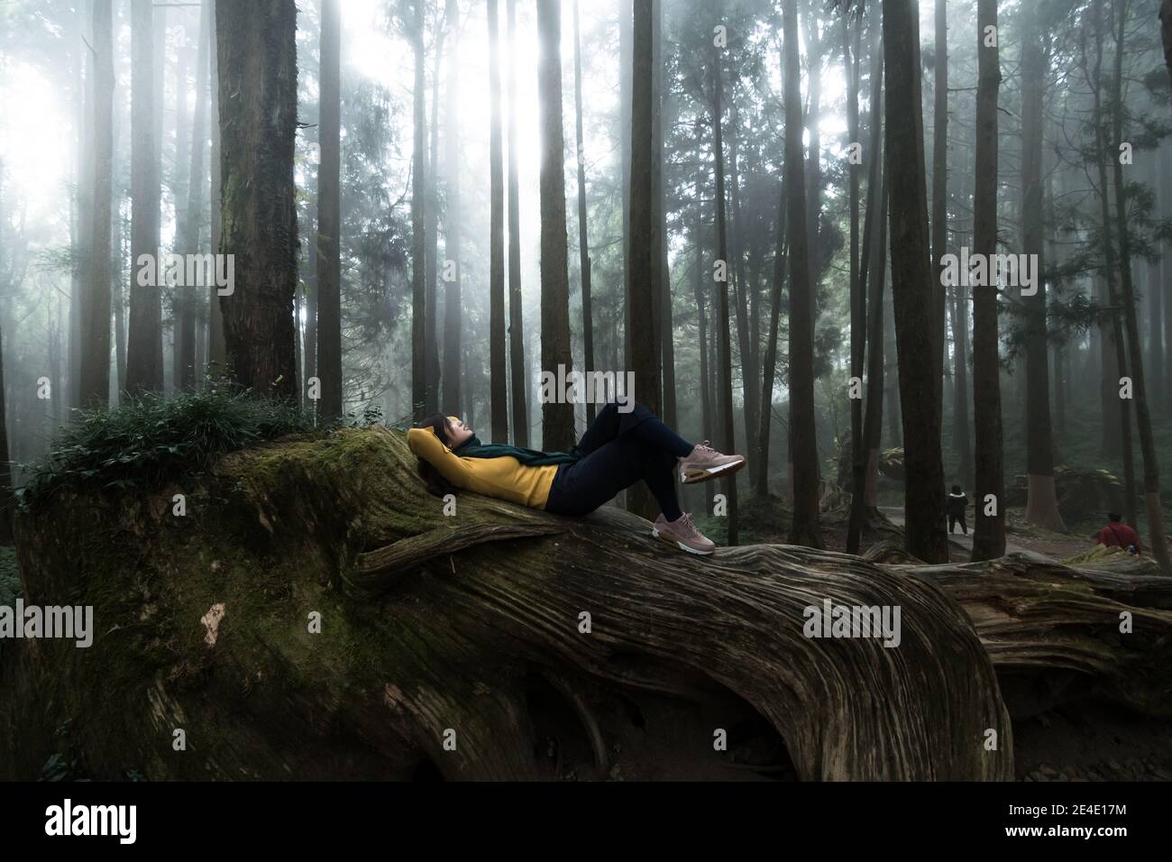 Portrait de belles femmes posant sous le cyprès de Formosan au parc national d'Alishan Taiwan. Banque D'Images