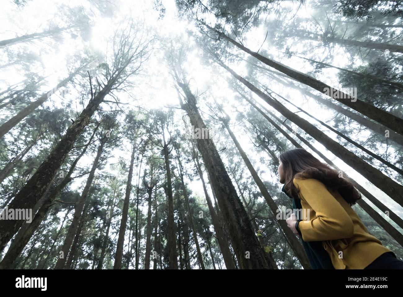 Portrait de belles femmes posant sous le cyprès de Formosan au parc national d'Alishan Taiwan. Banque D'Images