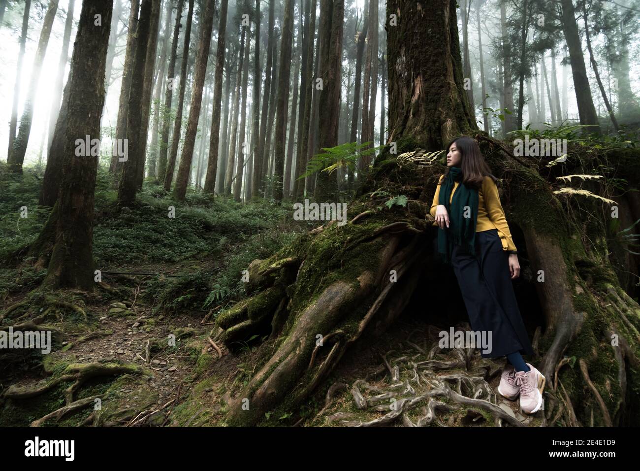 Portrait de belles femmes posant sous le cyprès de Formosan au parc national d'Alishan Taiwan. Banque D'Images