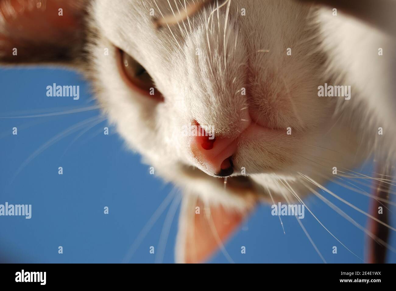 Gros Plan Sur Le Nez Rose Chat Blanc Ciel Bleu Photo Stock Alamy