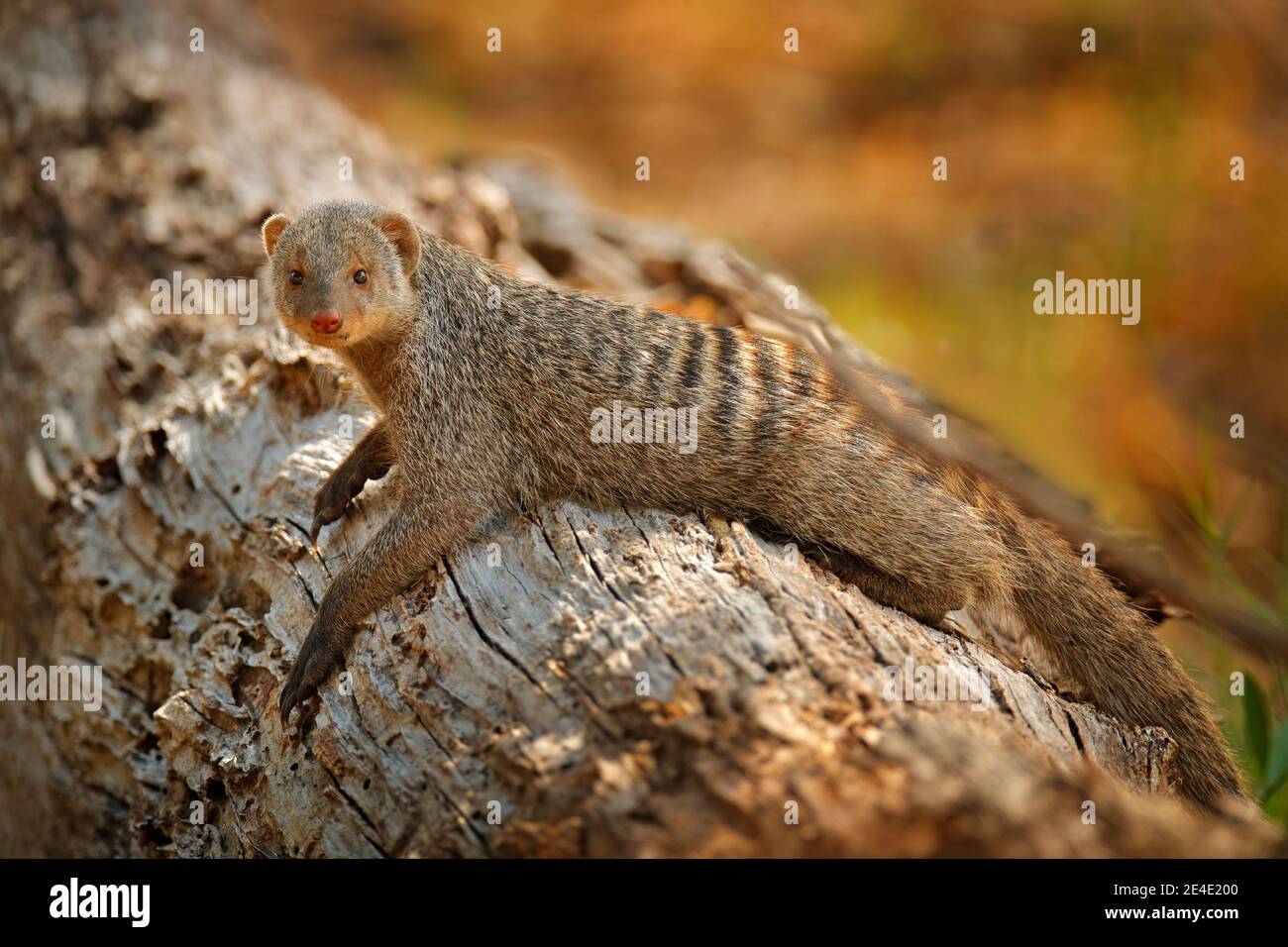 Mongoose baguée, Mungos mungo, tronc d'arbre assis végétation verte. Faune et flore d'Afrique. Mignon mammifère à longue queue, delta d'Okavango, Botswana en Afrique Banque D'Images