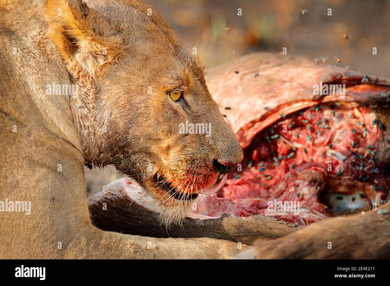 Lion tuez le bison, détail sanglant de la nature, delta d'Okavango, Botswana en Afrique. Grand chat africain avec carcasse de capture et mouches sur la viande. Port de face Banque D'Images