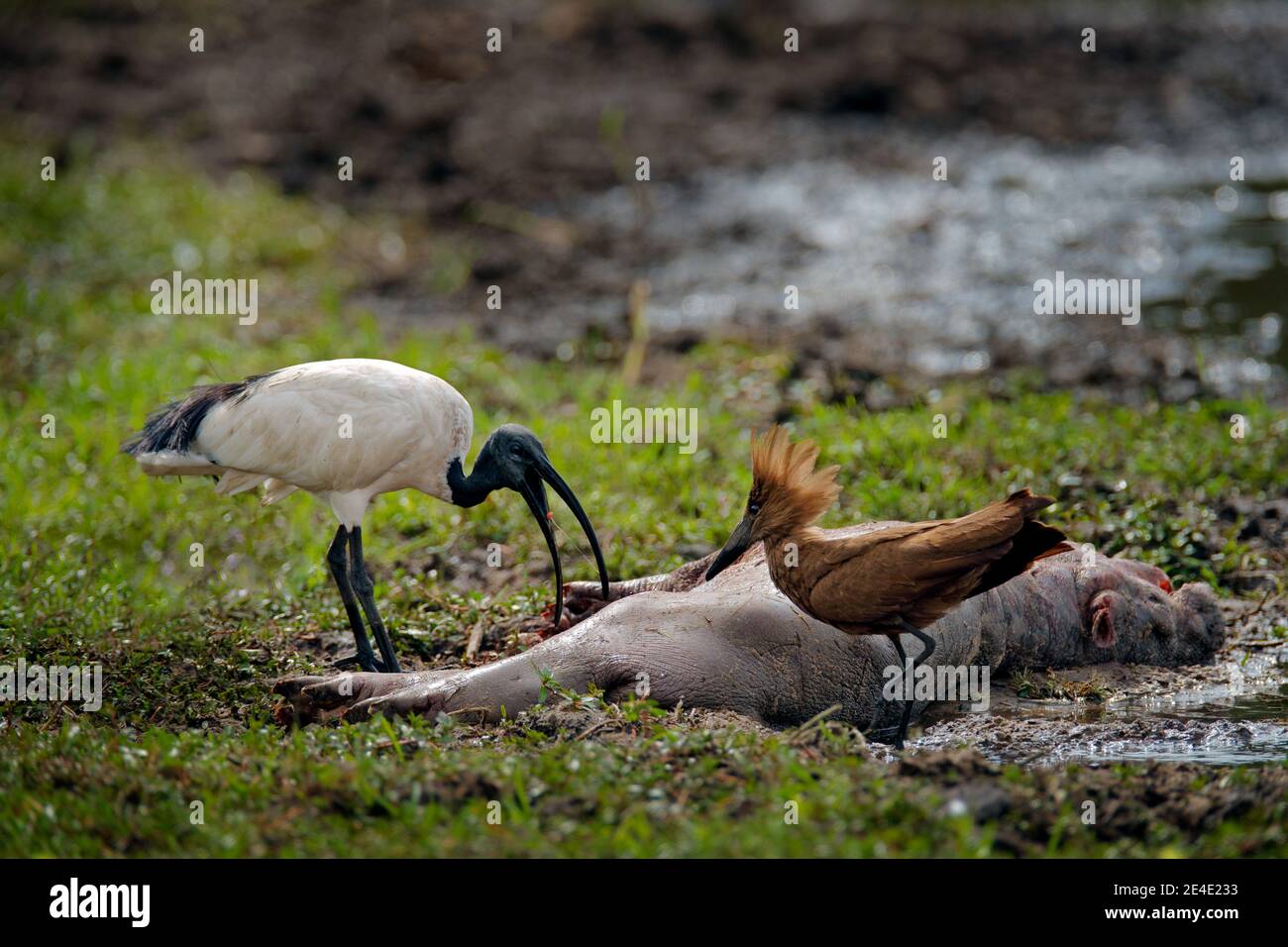 Babe mort hippopotame et comportement alimentaire des oiseaux dans la nature, delta d'Okavango, Botswana. Petit jeune pup d'hippopotame avec le sacré africain ibis et hamerkop ne Banque D'Images