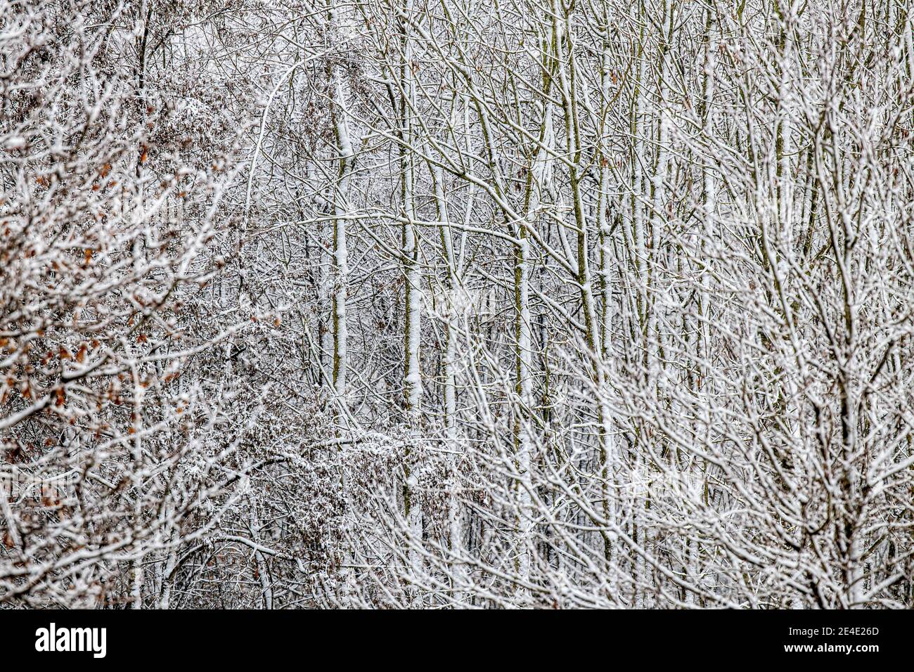Paysage de forêt et de campagne d'hiver avec couverture de neige Banque D'Images