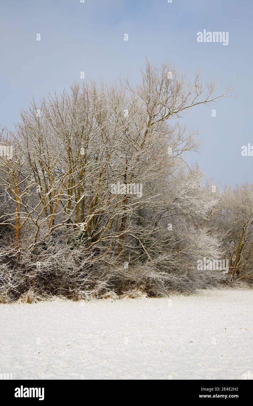 Paysage de forêt et de campagne d'hiver avec couverture de neige Banque D'Images
