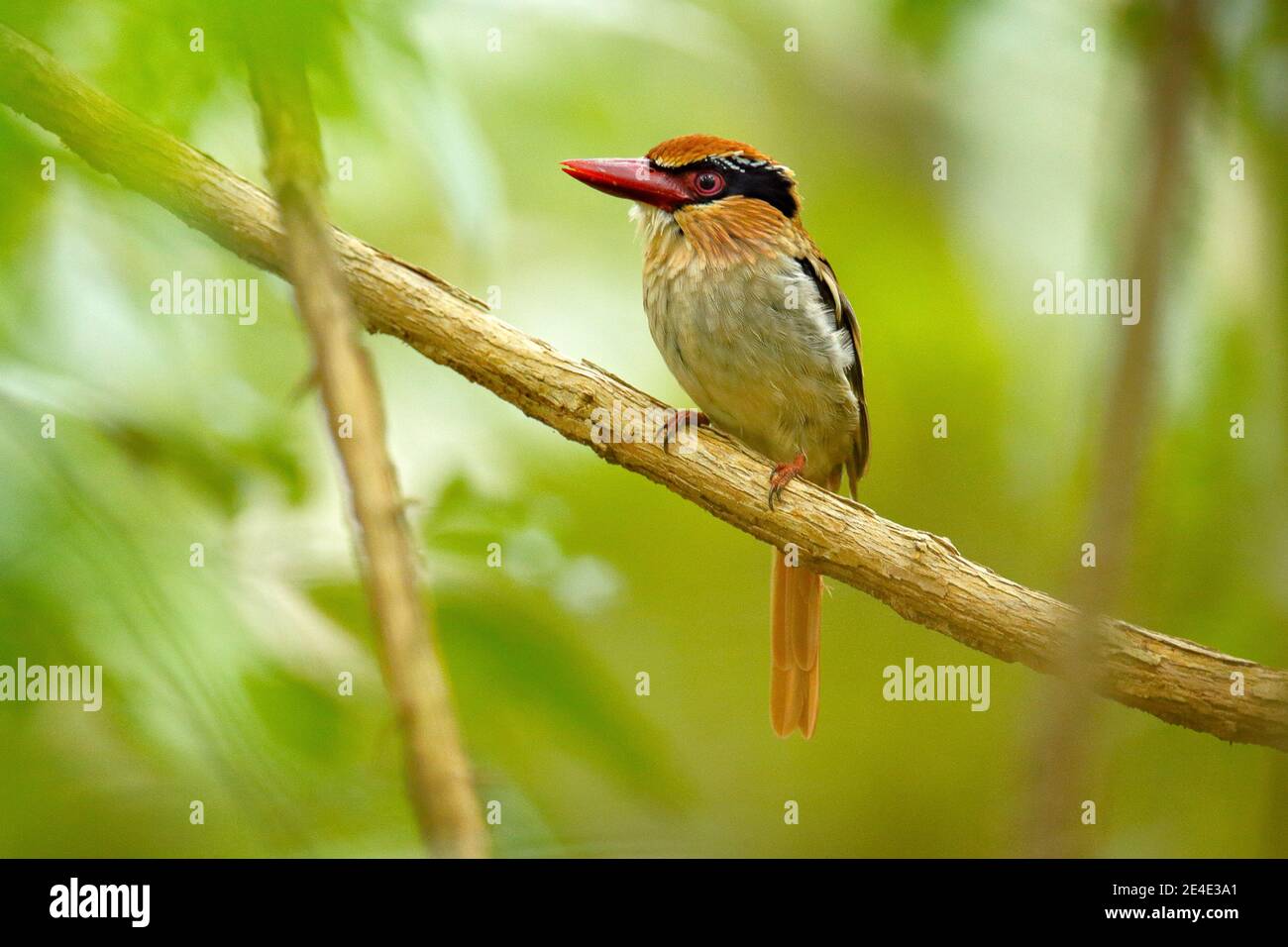 Kingfisher aux lilas, Cittura cyanotis, assis sur la branche dans la forêt tropicale verte. Magnifique jungle kingfisher, scène de la faune de natur Banque D'Images