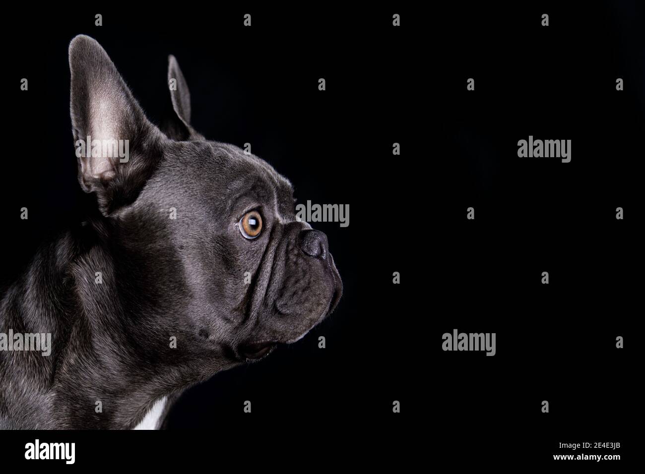 Beau chien gris french bulldog regardant, sur fond noir Banque D'Images