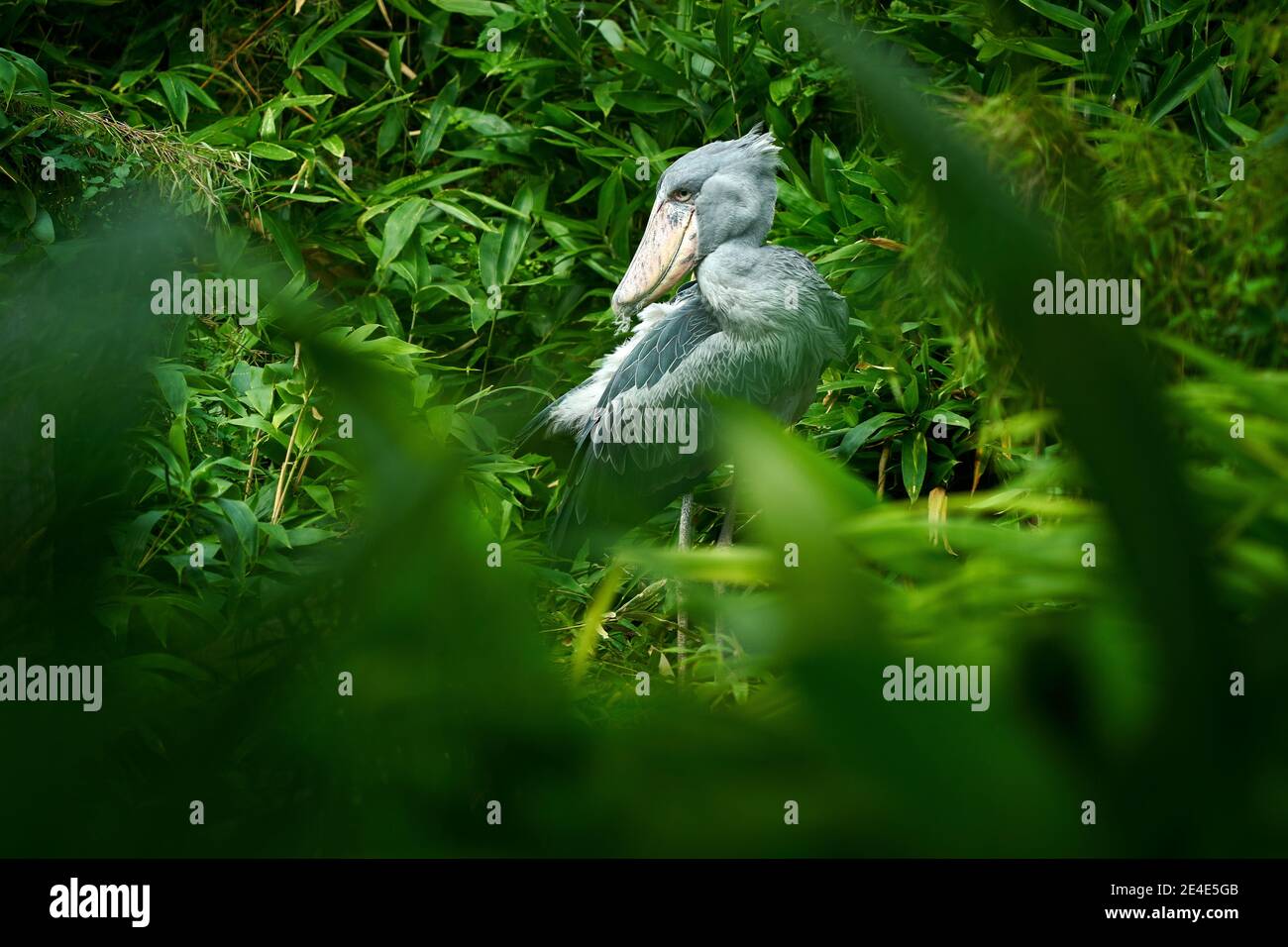 Shoebill, Balaeniceps rex, portrait d'oiseau avec grand bec, Kongo, Afrique centrale. Oiseau rare dans la forêt verte herbacée. Observation des oiseaux en Afrique sauvage. Banque D'Images