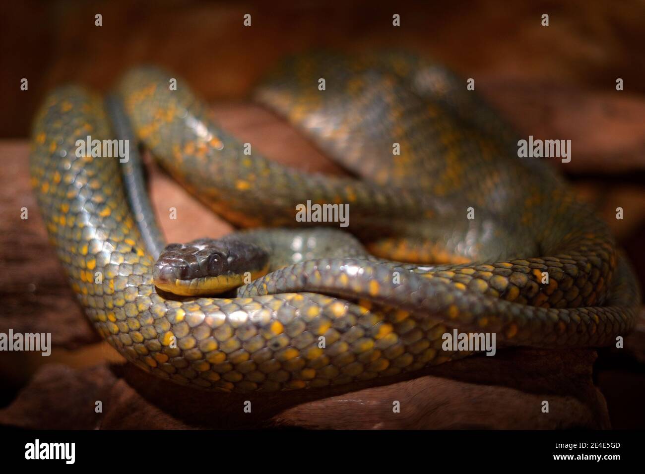Serpent à bourre, Pseustes poecilonotus, dans un habitat sombre. Serpent non venimeux dans l'habitat naturel. Animal toxique d'Amérique du Sud. Oiseau du Nord sn Banque D'Images