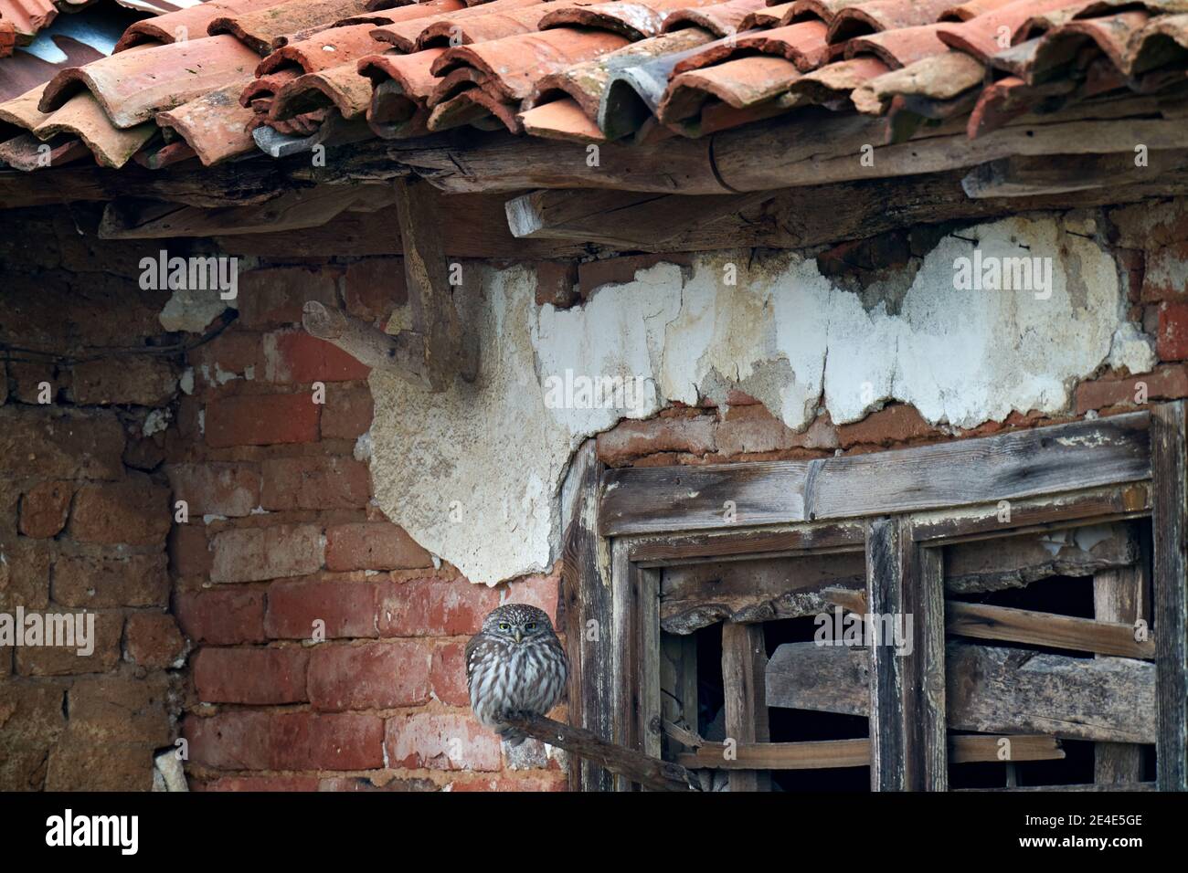 Little Owl, Athene noctua, oiseau dans la ruine ancienne tuile de toit. Faune urbaine avec oiseau aux yeux jaunes, Bulgarie, Europe. Scène sauvage de la nature. Animal Banque D'Images