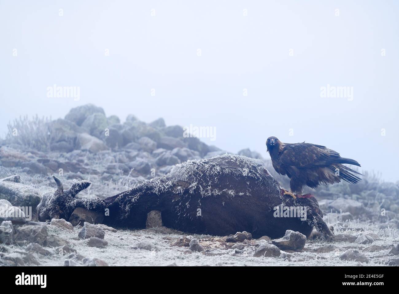 Comportement d'alimentation d'aigle. Aegle doré avec carcasse de grosse vache, neige et rime dans le manteau de fourrure. Scène de la faune de la nature, l'habitat de pierre dans le Th Banque D'Images