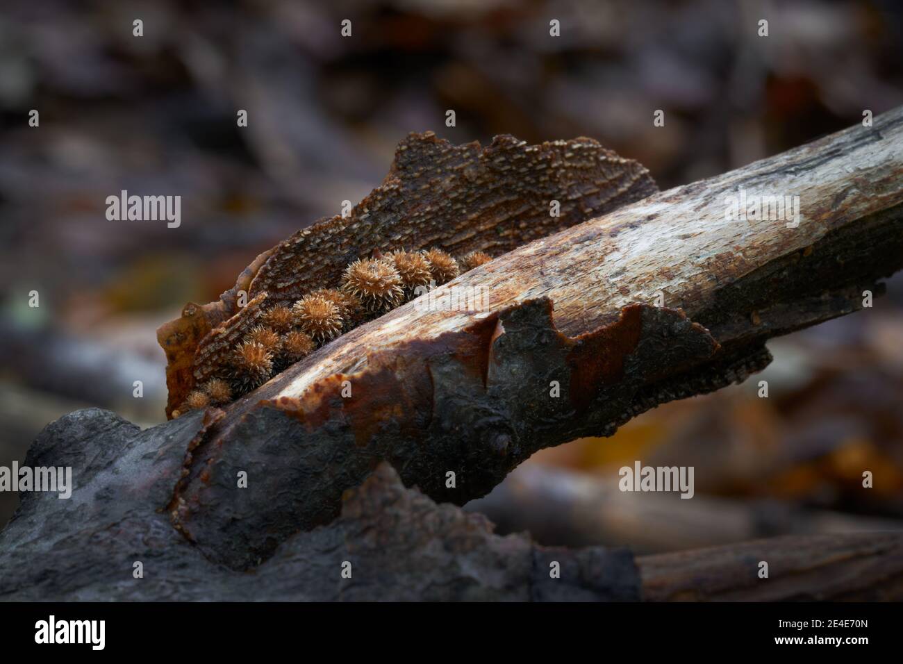 Le champignon non comestible pousse dans les forêts, en Europe centrale, Cyathus striatus Banque D'Images