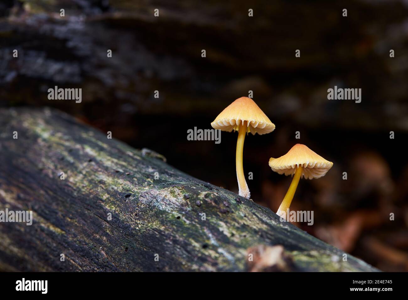 Champignon non comestible pousse dans les forêts, l'Europe centrale, Mycena renati Banque D'Images