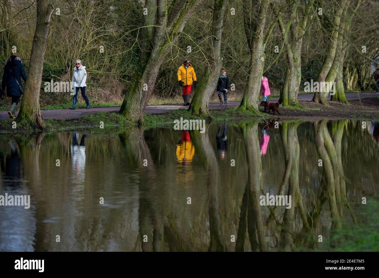 Rickmansworth, Royaume-Uni. 23 janvier 2021. Météo au Royaume-Uni : les gens font de l'exercice quotidien à Rickmansworth Aquadrome, dans le Hertfordshire, par une journée froide pendant le confinement alors que la pandémie du coronavirus se poursuit. Après de fortes pluies récentes, plusieurs parties de l'aquadrome ont débordé dans les zones environnantes. Credit: Stephen Chung / Alamy Live News Banque D'Images