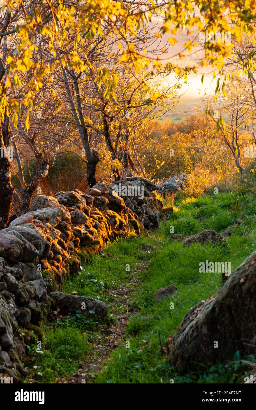 Chemin étroit avec mur en pierre de mousse dans la lumière du coucher de soleil d'automne Banque D'Images