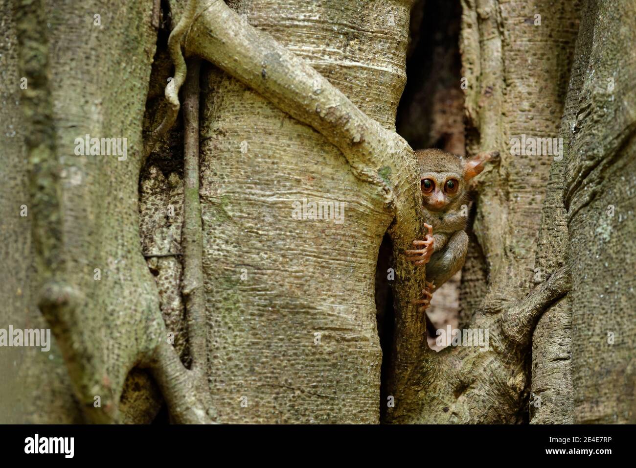 Tarsier spectral, spectre de Tarsius, portrait d'un animal nocturne rare avec sauterelle verte tuée, dans le grand arbre de ficus, Parc national de Tangkoko o o Banque D'Images