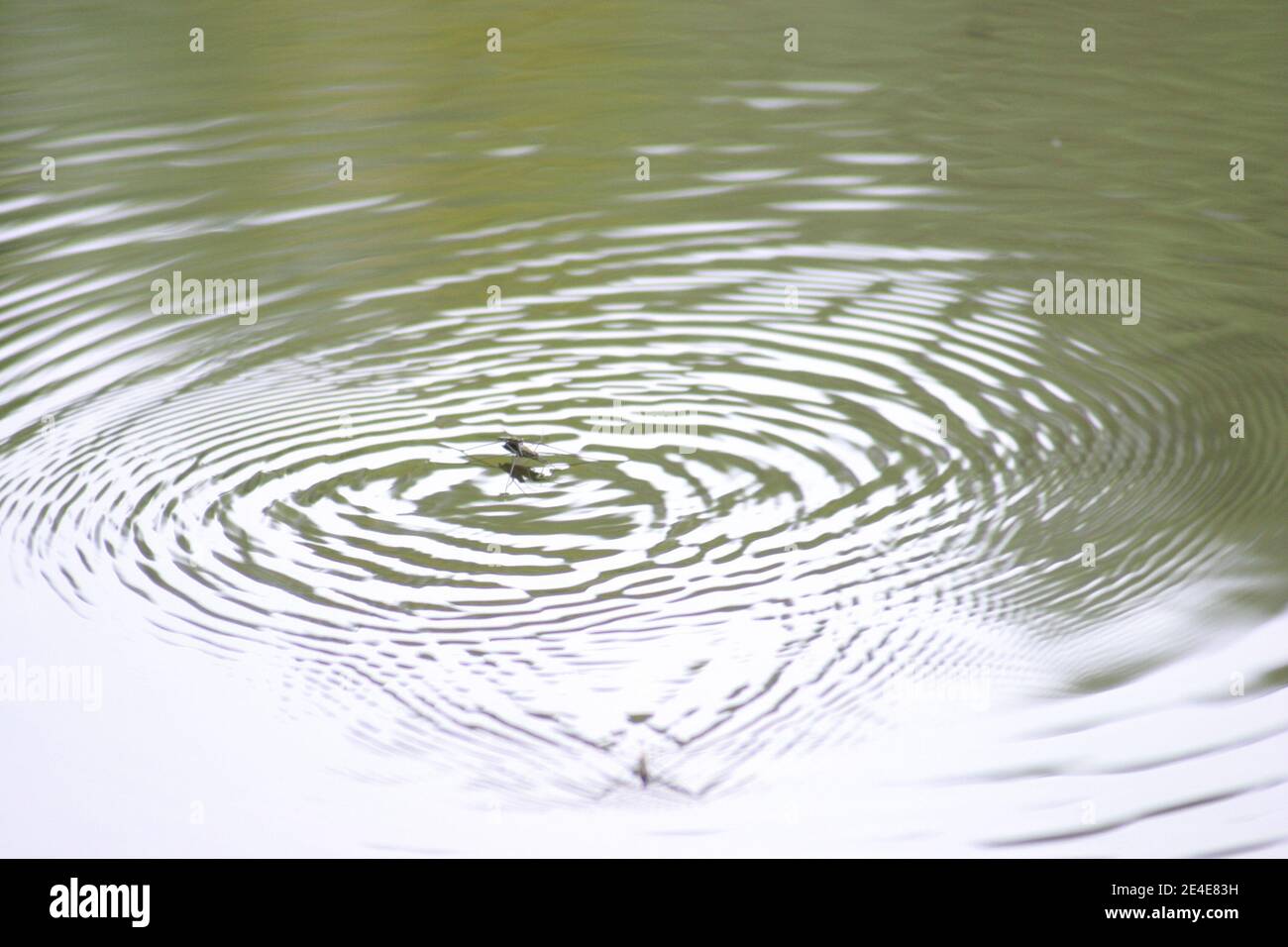 Un insecte strider de l'eau marchant à la surface d'un lac, causant de petites vagues Banque D'Images