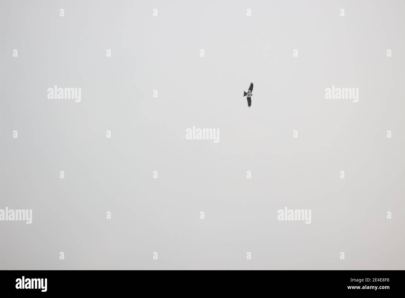 Le beau mouette en vol. Banque D'Images
