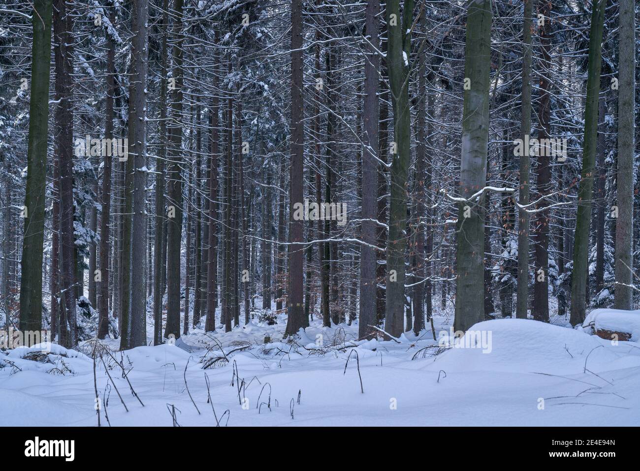 Forêt d'Europe centrale dans la neige Basse Silésie Pologne Banque D'Images