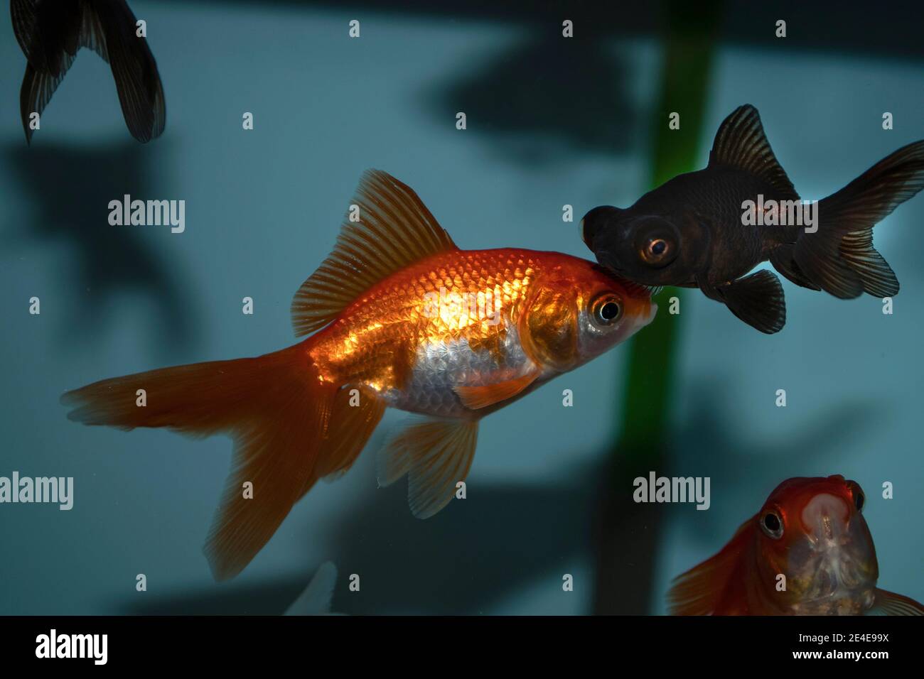 Poisson doré (carassius auratus) dans un aquarium d'eau douce Banque D'Images