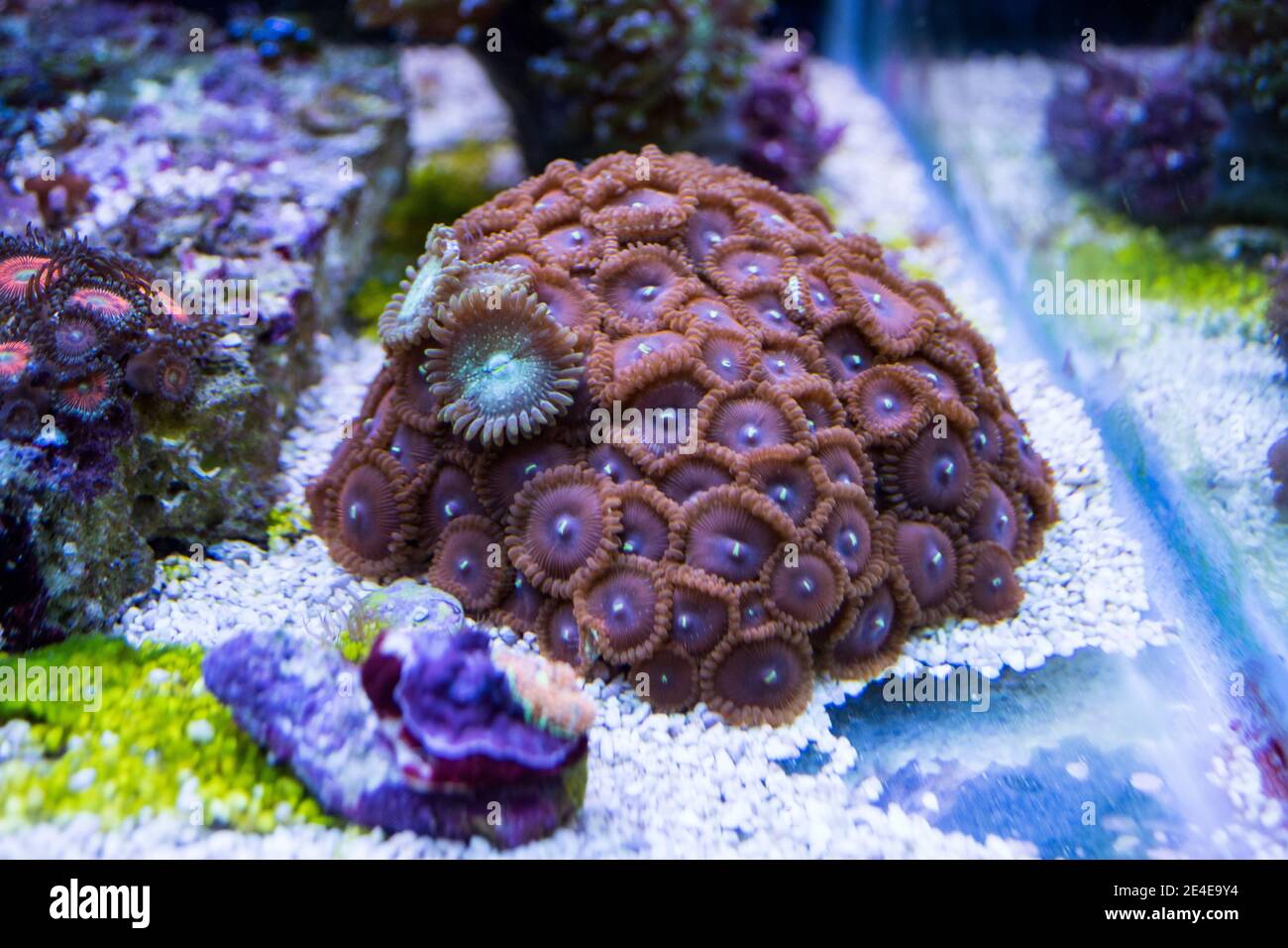 Colonie de polypes de Zoanthus dans un aquarium marin d'eau salée Banque D'Images