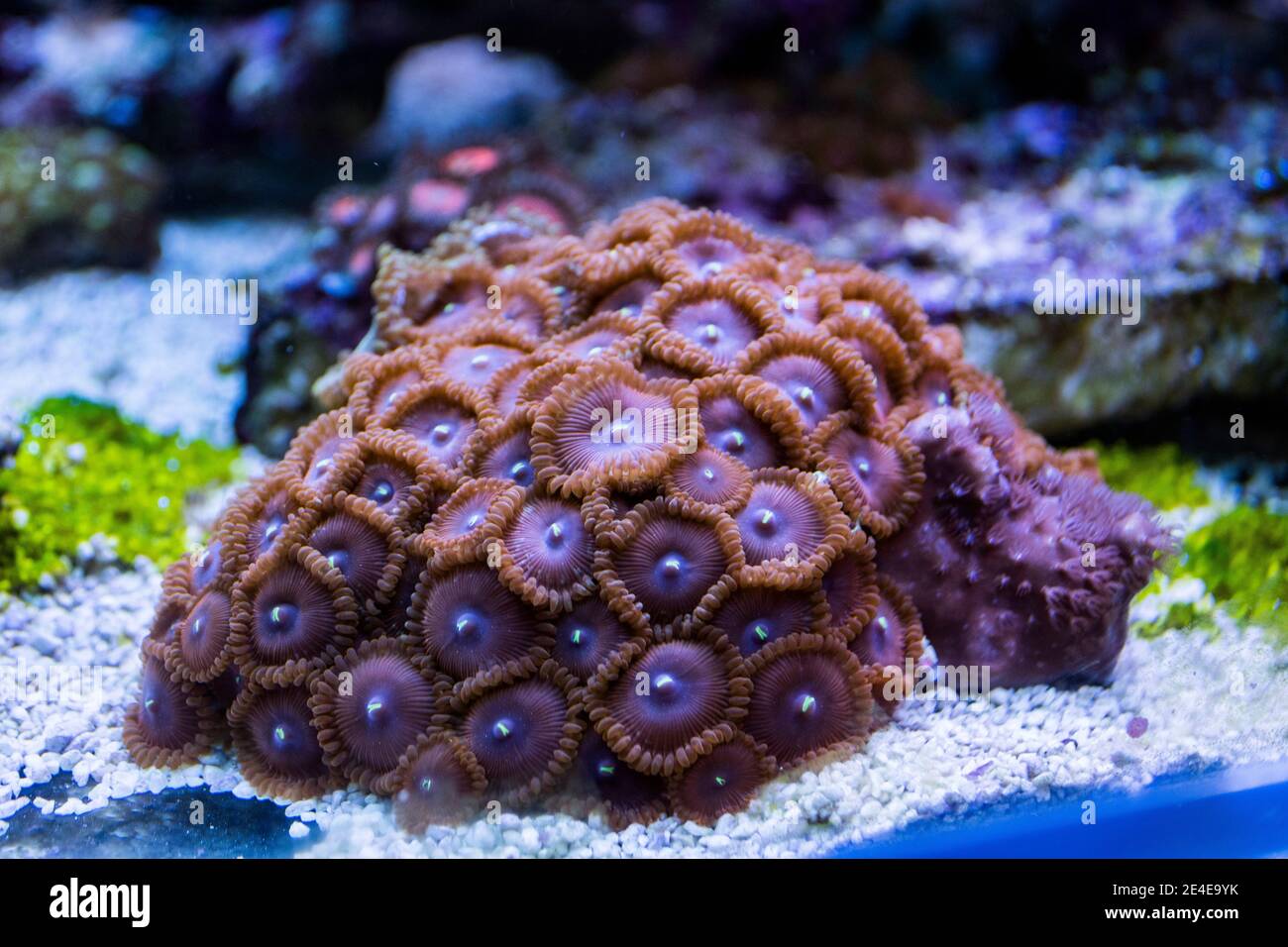 Colonie de polypes de Zoanthus dans un aquarium marin d'eau salée Banque D'Images