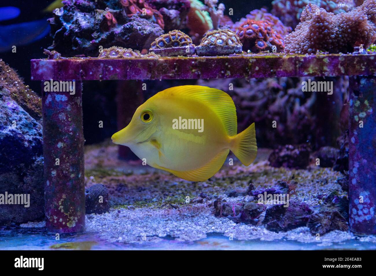 Zebrasoma flavescens - Tang jaune nageant dans un aquarium marin Banque D'Images