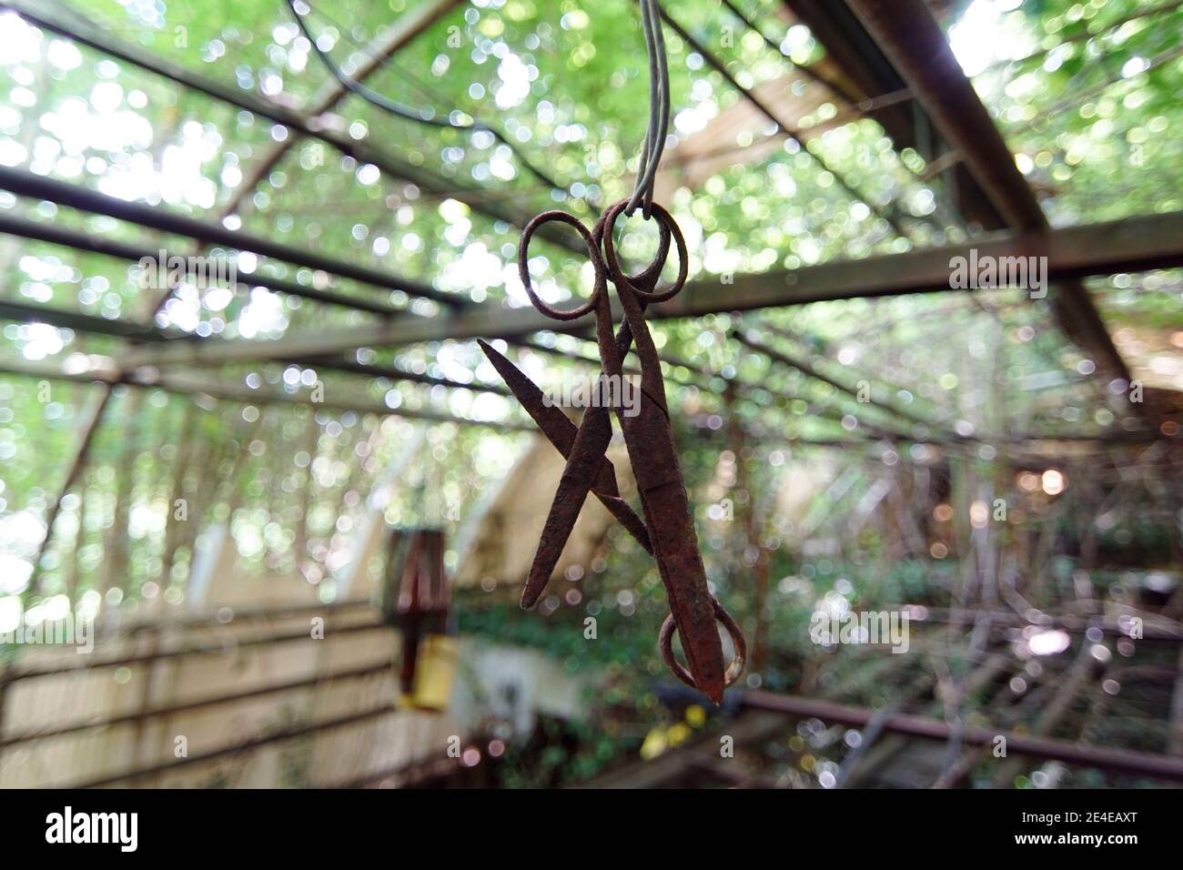 deux vieux ciseaux de jardin rouillés accrochés dans une serre abandonnée, jardinage et usines de coupe Banque D'Images