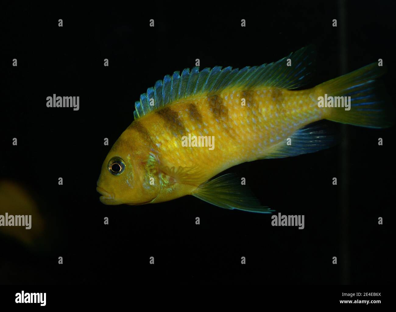 Poisson jaune, cichlid Labidochromis caeruleus dans l'aquarium tropical. Banque D'Images