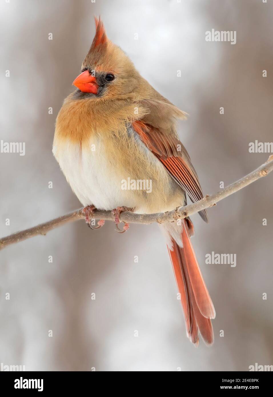 Northern Cardinal femme assise sur une succursale en hiver, Québec, Canada Banque D'Images