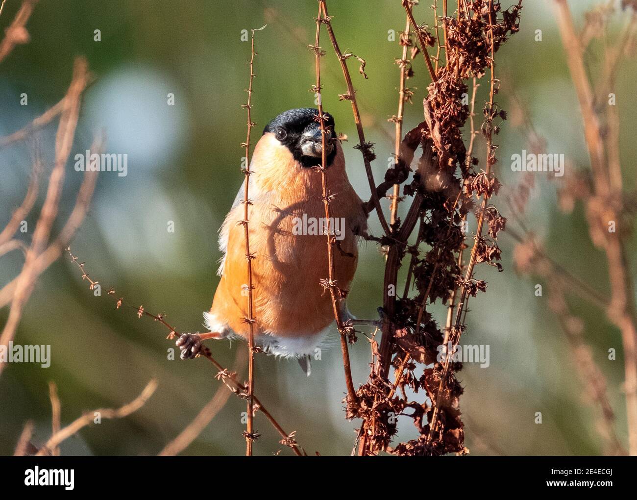 Bullfinch eurasien (Pyrrhula pyrrhula) se nourrissant en hiver, Livingston, Lothian occidental, Écosse. Banque D'Images