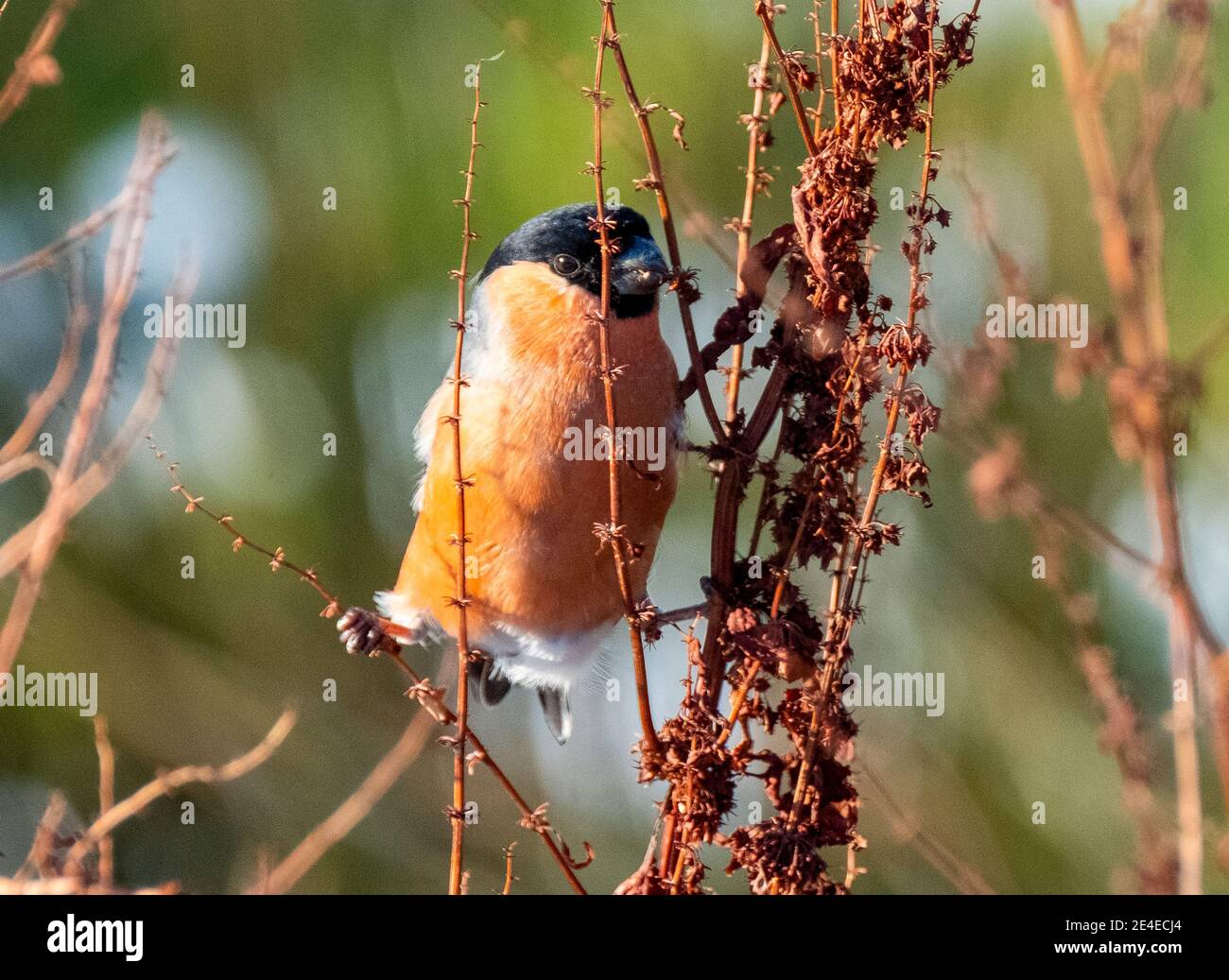 Bullfinch eurasien (Pyrrhula pyrrhula) se nourrissant en hiver, Livingston, Lothian occidental, Écosse. Banque D'Images