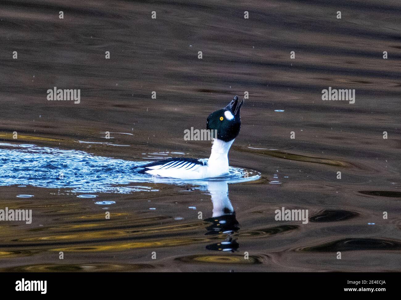 Goldeneye Duck, homme (Bucephala clangula) Almond pools, Livingston, West Lothian, Écosse, Royaume-Uni. Banque D'Images Goldeneye Duck, homme (Bucephala clangula) Almond pools, Livingston, West Lothian, Écosse, Royaume-Uni. Banque D'Images