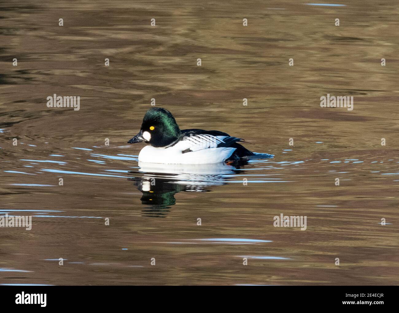 Goldeneye Duck, homme (Bucephala clangula) Almond pools, Livingston, West Lothian, Écosse, Royaume-Uni. Banque D'Images Goldeneye Duck, homme (Bucephala clangula) Almond pools, Livingston, West Lothian, Écosse, Royaume-Uni. Banque D'Images