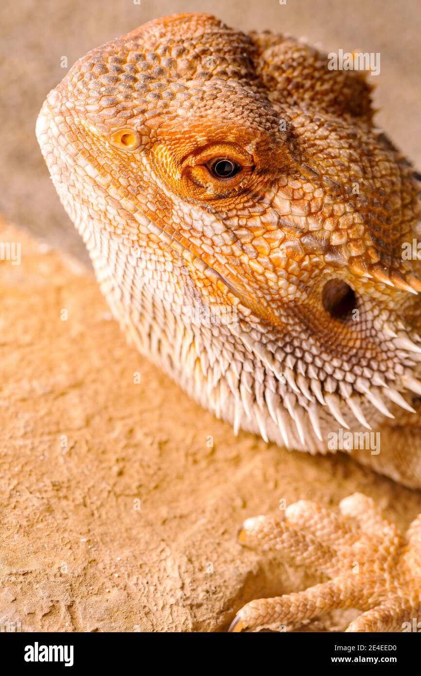 Portrait de Pogona Vitticeps, gros plan Banque D'Images