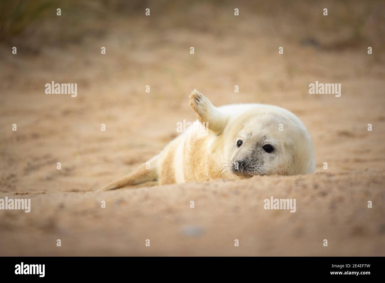 Phoque gris chiot Banque D'Images