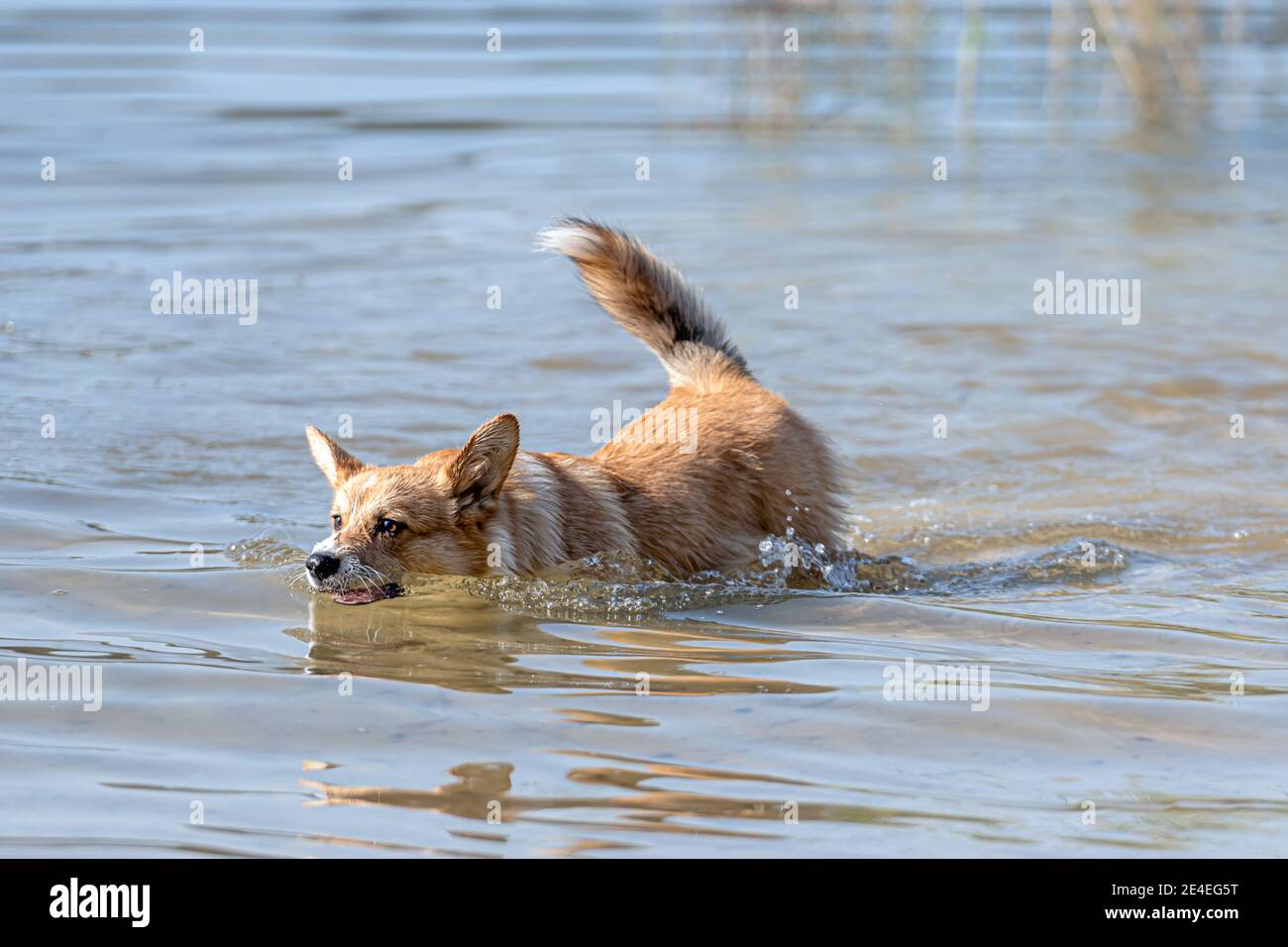Welsh Corgi Pembroke chien nage dans le lac et aime une journée ensoleillée Banque D'Images