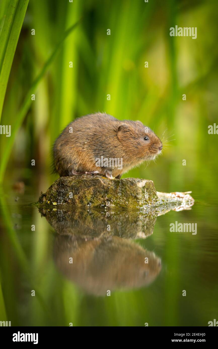 Curieux de l'eau de mer Banque D'Images