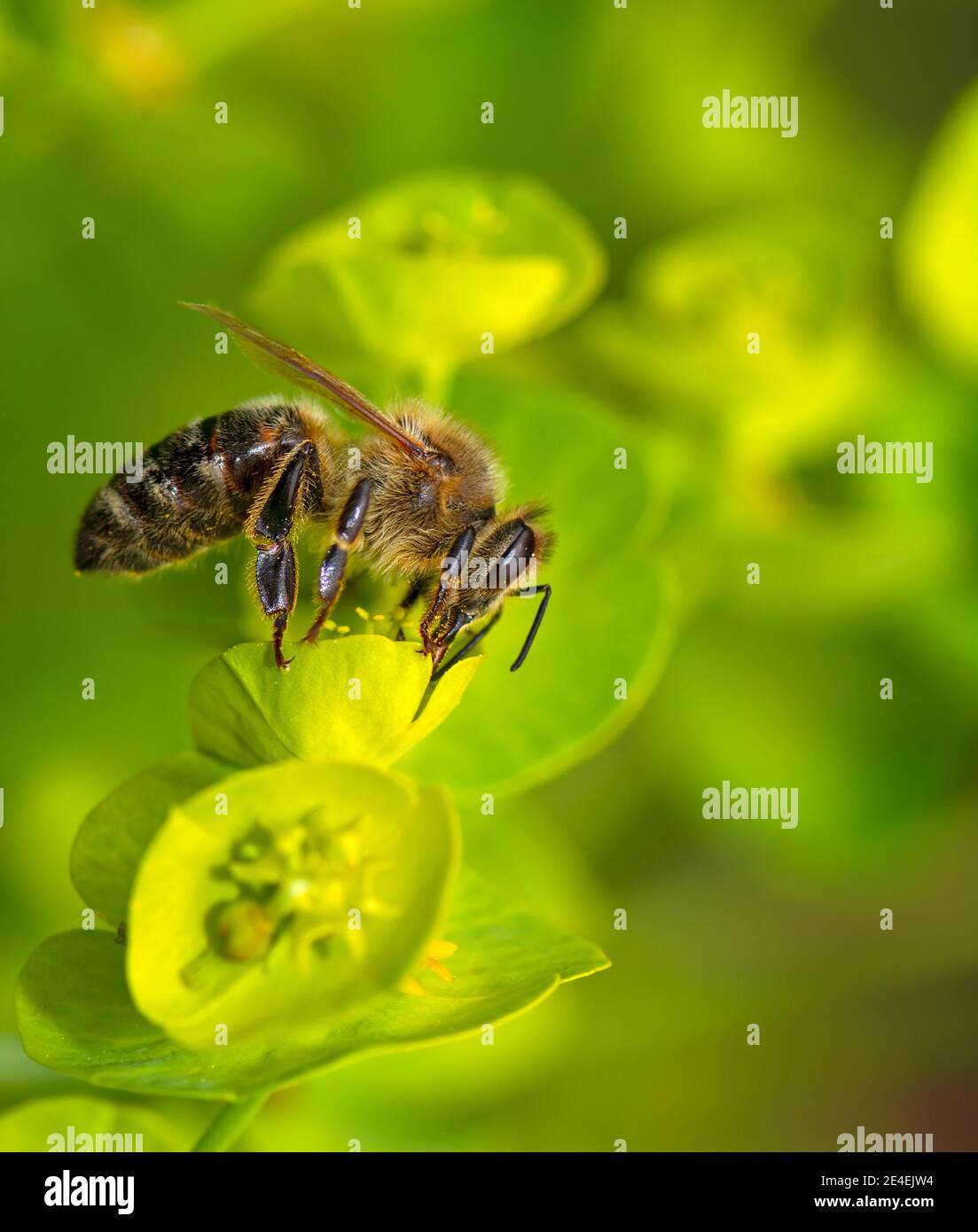 Macro d'une abeille collectant le nectar sur une fleur de fleur Banque D'Images