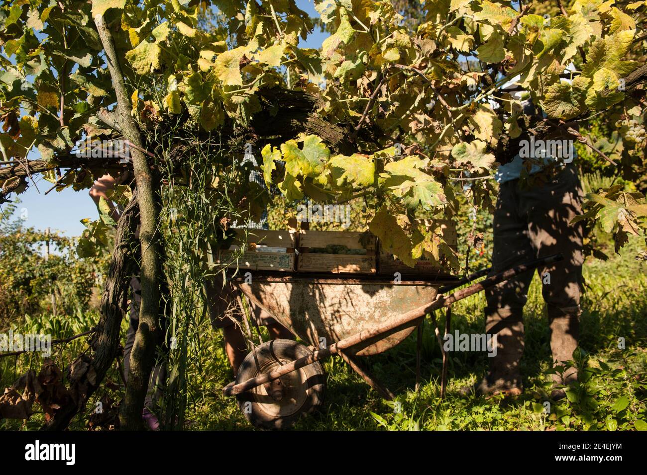 Venise - Île de Sant' Erasme. Vignobles de Dorona. Le raisin autochtone des îles de la lagune vénitienne. Banque D'Images