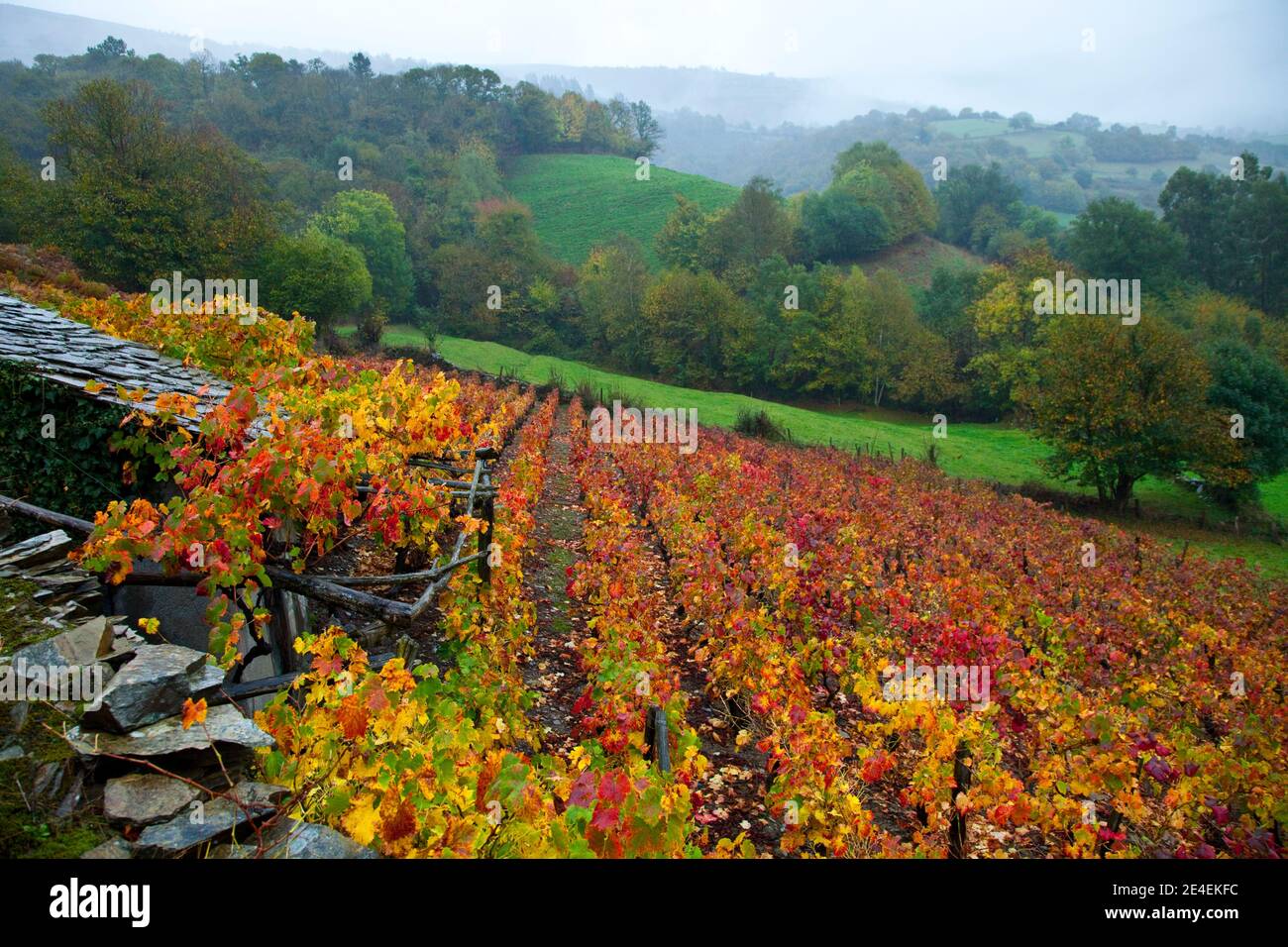 Viñedo en otoño, Cangas del Narcea, Comarca Fuentes del Narcea, Asturies. Banque D'Images