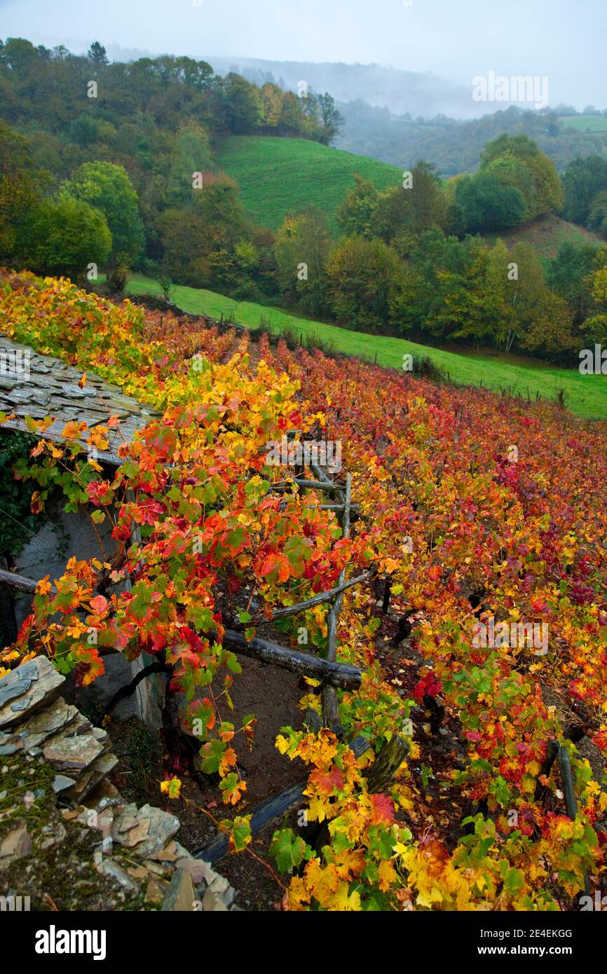 Viñedo en otoño, Cangas del Narcea, Comarca Fuentes del Narcea, Asturies. Banque D'Images