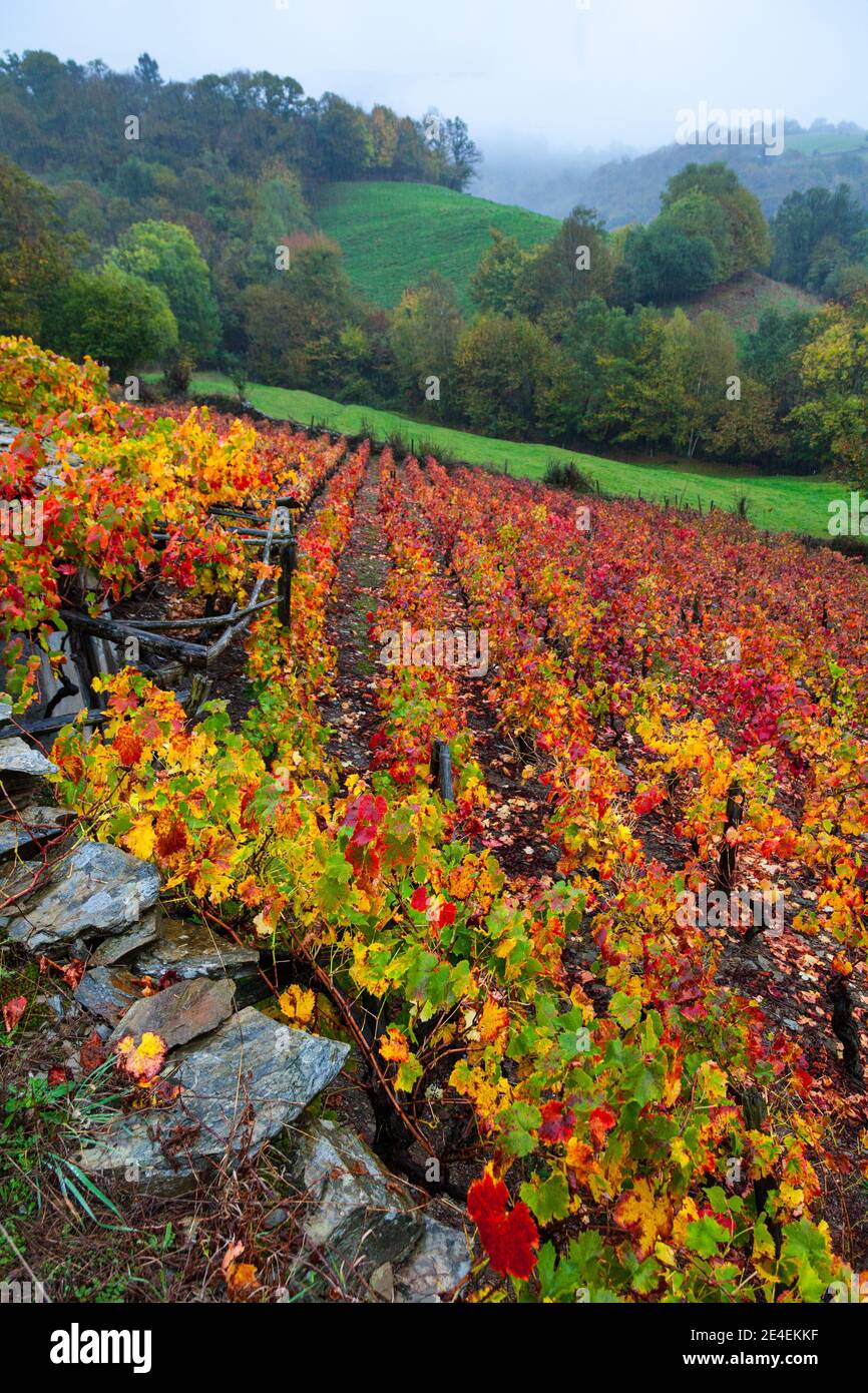 Viñedo en otoño, Cangas del Narcea, Comarca Fuentes del Narcea, Asturies. Banque D'Images