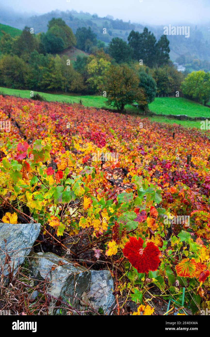 Viñedo en otoño, Cangas del Narcea, Comarca Fuentes del Narcea, Asturies. Banque D'Images