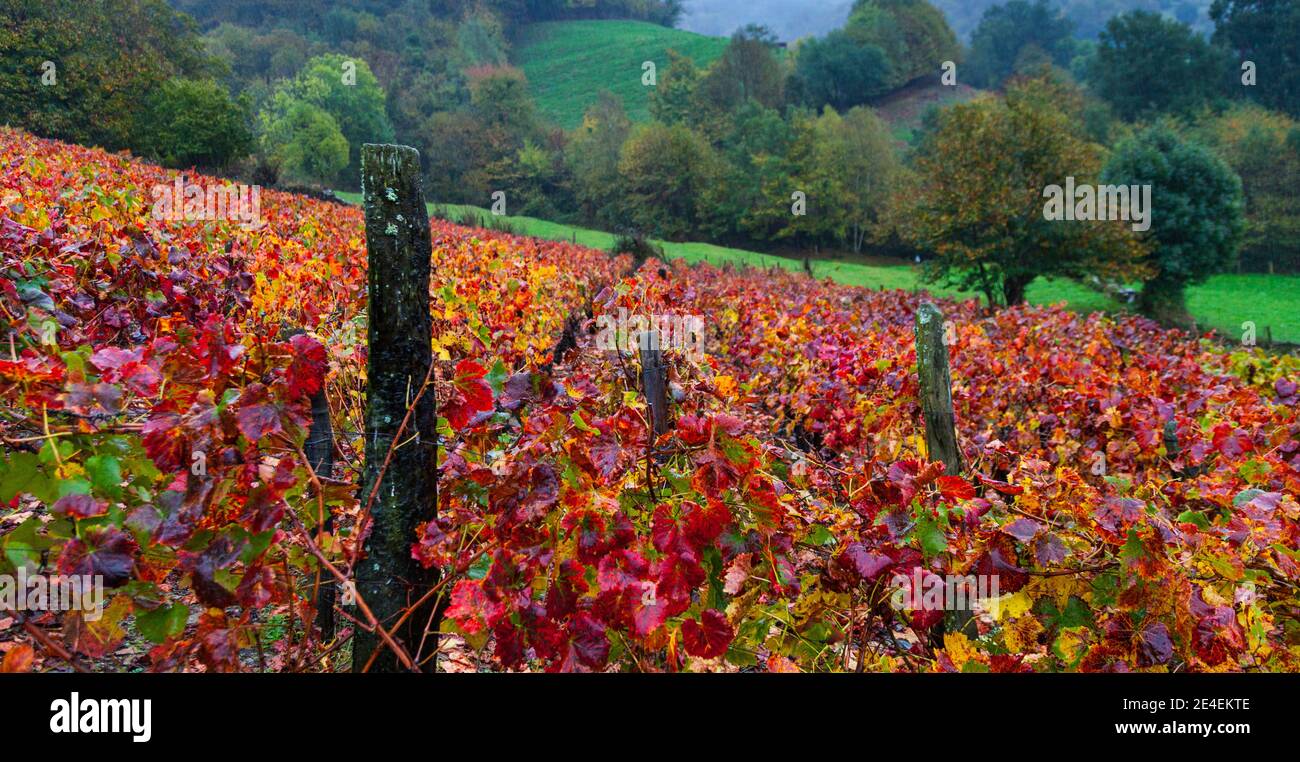 Viñedo en otoño, Cangas del Narcea, Comarca Fuentes del Narcea, Asturies. Banque D'Images