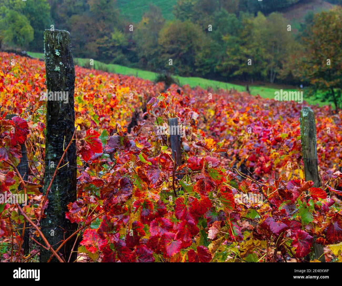 Viñedo en otoño, Cangas del Narcea, Comarca Fuentes del Narcea, Asturies. Banque D'Images