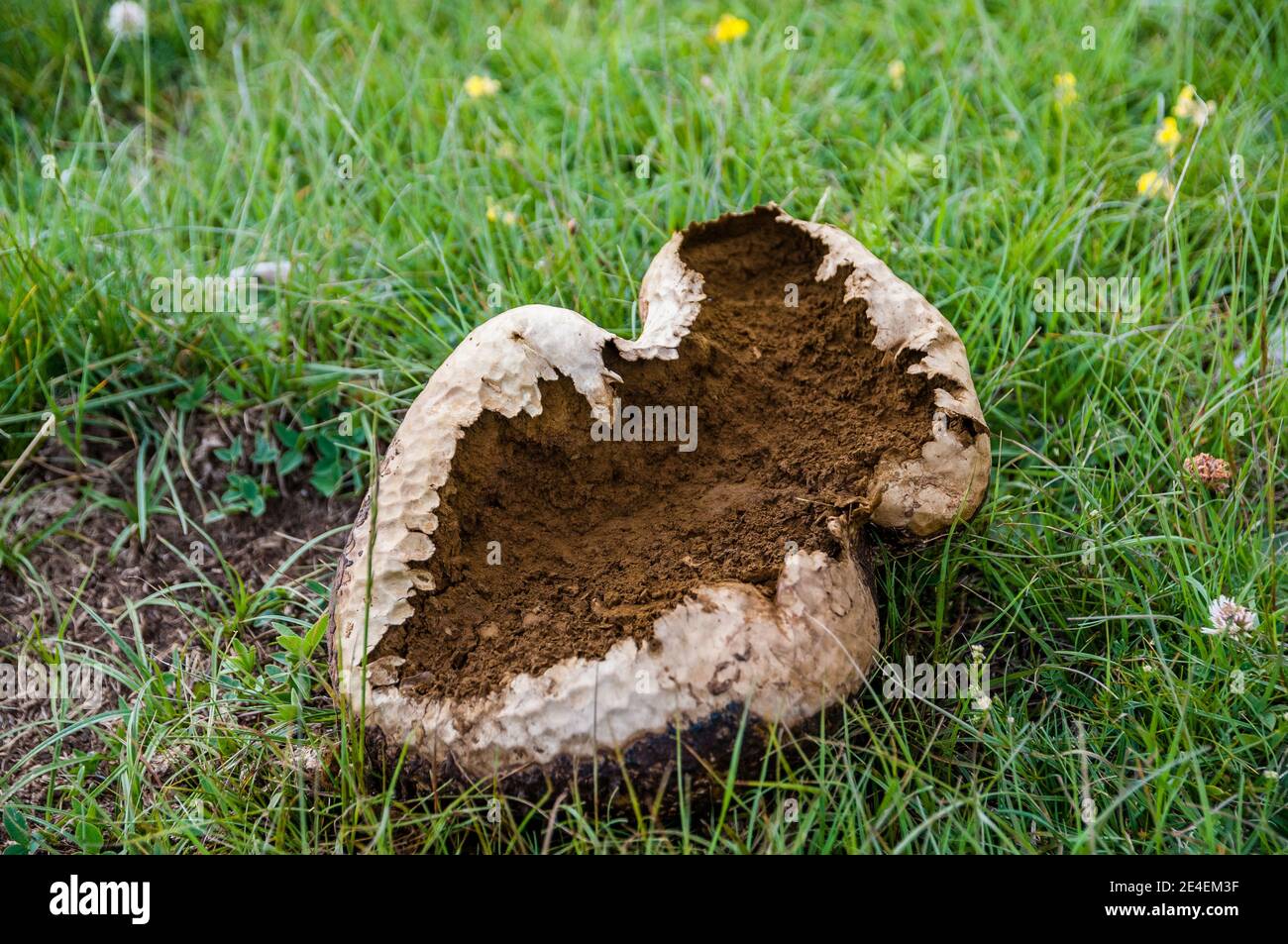 Macaron géant, Calvatia gigantea, Coll de Pal, Catalogne, Espagne Banque D'Images