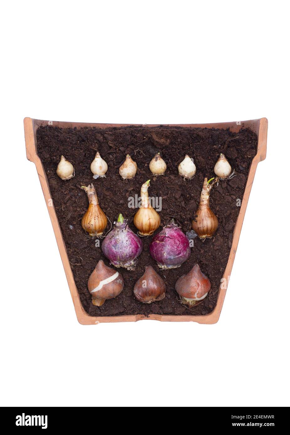 Lasagnes d'ampoule isolées sur fond blanc. Coupe transversale des bulbes de tulipe, de jacinthe, de narcisse et de muscari pour illustrer la superposition des bulbes de printemps. Banque D'Images