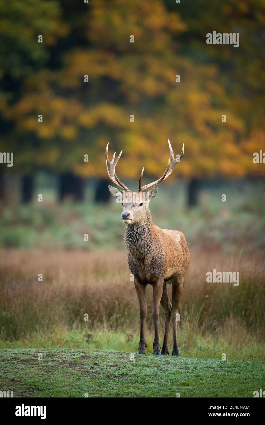 Red Deer en automne Banque D'Images