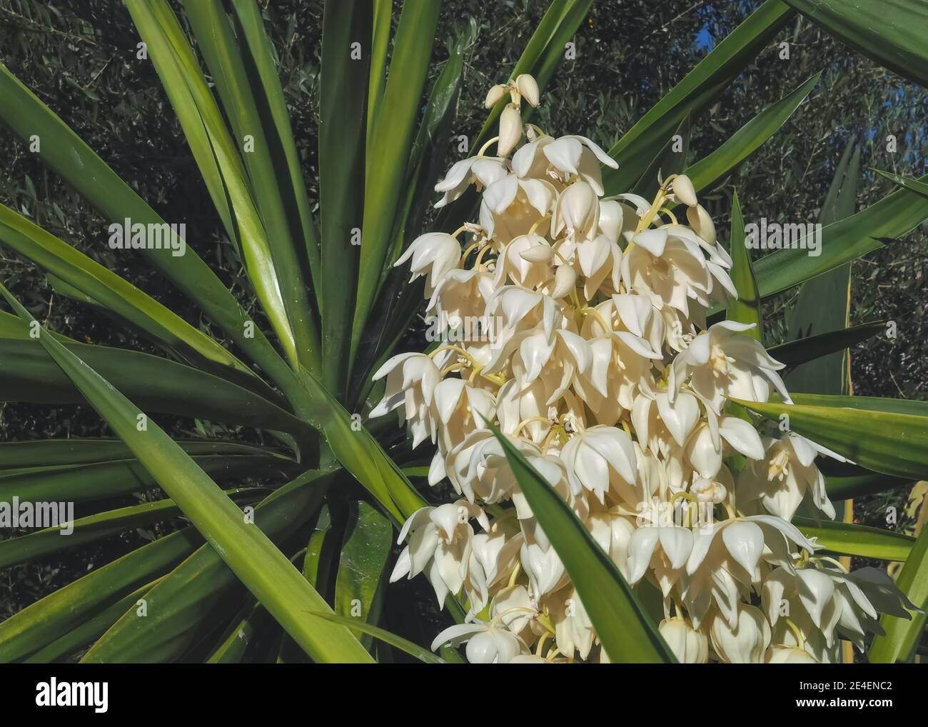Macro d'une fleur de paume Yucca - les fleurs sont comestibles Photo Stock  - Alamy